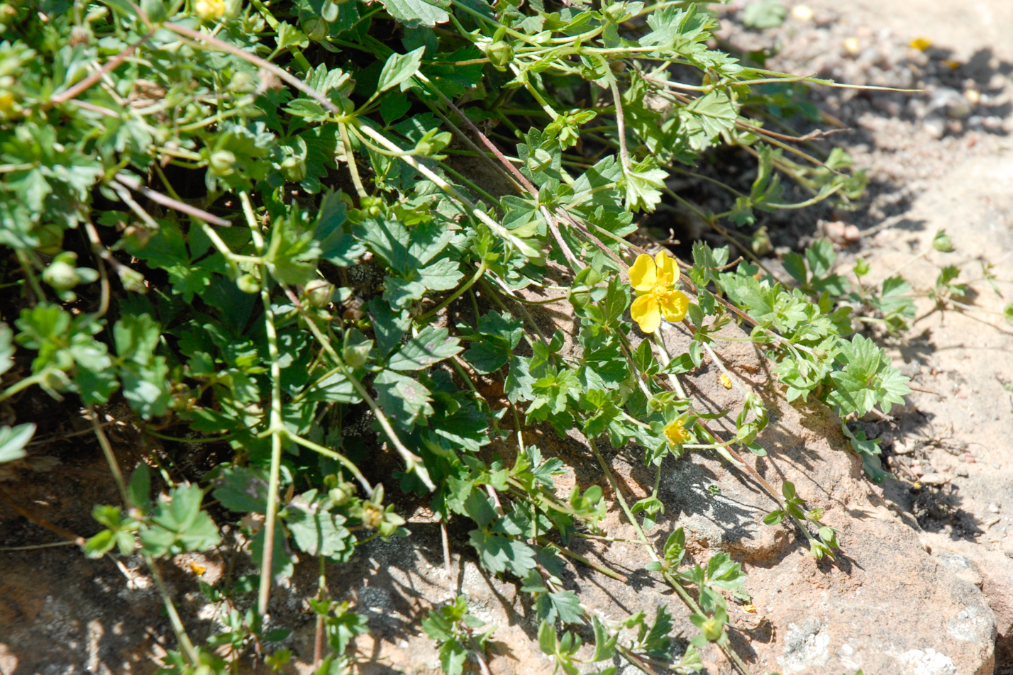 Creeping Cinquefoil